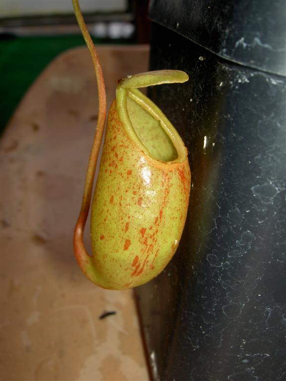 Nepenthes bellii x ventricosa, upper pitcher